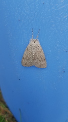 Mochlotona phasmatias