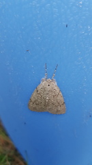 Mochlotona phasmatias