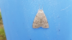 Mochlotona phasmatias
