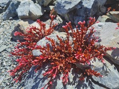 Epilobium porphyrium