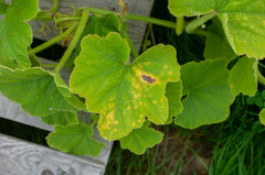 Pseudoperonospora cubensis