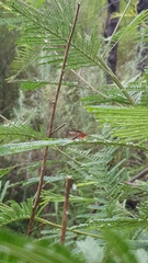 Lissopimpla