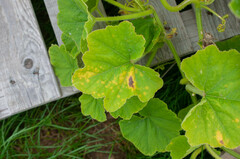 Pseudoperonospora cubensis