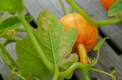 Pseudoperonospora cubensis