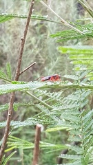 Lissopimpla