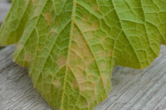 Pseudoperonospora cubensis