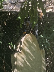 Copsychus malabaricus