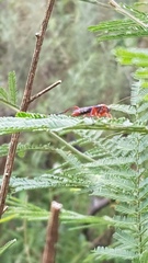 Lissopimpla