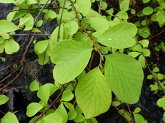 Bridelia montana