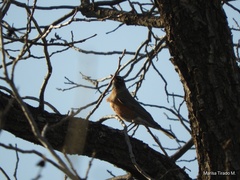Turdus migratorius