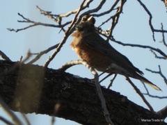 Turdus migratorius