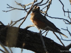 Turdus migratorius