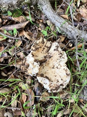 Russula brevipes
