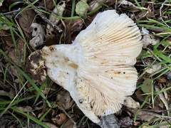 Russula brevipes