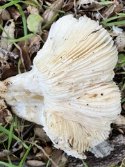Russula brevipes