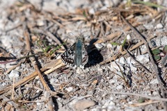 Burnsius communis