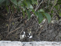 Setophaga coronata