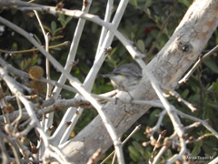 Setophaga coronata