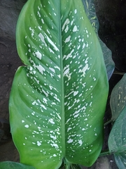Dieffenbachia seguine