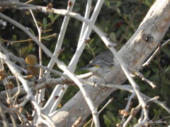 Setophaga coronata