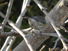 Setophaga coronata