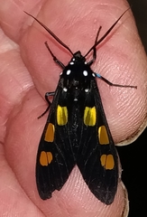 Procalypta subcyanea