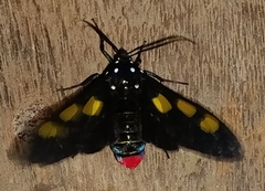 Procalypta subcyanea