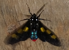 Procalypta subcyanea