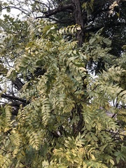 Juglans
