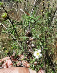 Leptospermum continentale