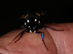 Procalypta subcyanea