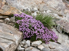 Silene acaulis subacaulescens