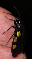 Procalypta subcyanea