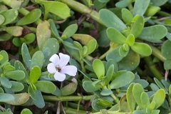 Bacopa