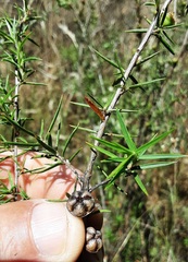 Leptospermum continentale