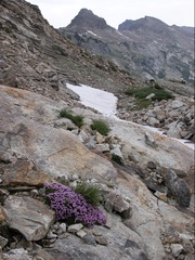 Silene acaulis subacaulescens