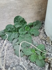 Nicotiana repanda