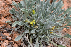Physaria vitulifera