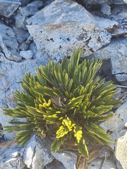 Aciphylla monroi