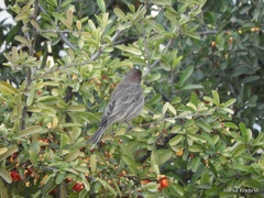 Haemorhous mexicanus