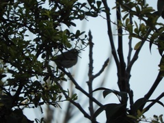 Setophaga coronata
