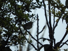 Setophaga coronata