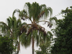 Livistona decora