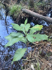Morella caroliniensis
