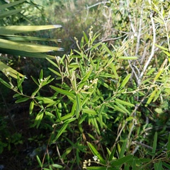 Croton linearis
