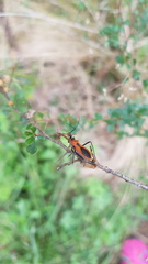 Gminatus