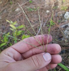 Digitaria ciliaris