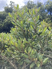 Beilschmiedia tarairi