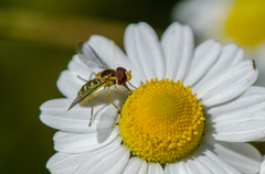 Toxomerus vertebratus