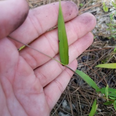 Digitaria ciliaris